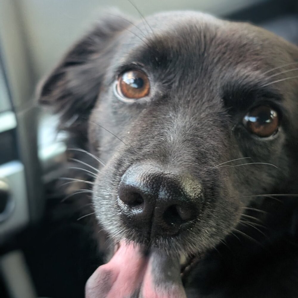 Meet your Posher, Maui herbal